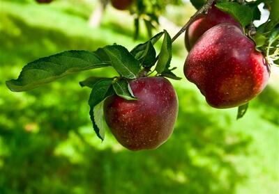 هسته‌ای در کشاورزی ــ 27 | کاربرد فناوری هسته‌ای در افزایش دوام سیب صادراتی - تسنیم