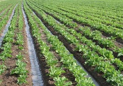 پیگیری برای حل مشکل قطعی برق اراضی کشاورزی روستاهای دیر - تسنیم