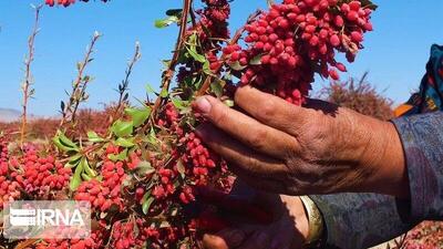 نماینده مجلس: ایجاد کمیته ویژه برای قیمت‌گذاری زرشک ضروری است