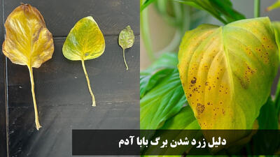 دلیل زرد شدن برگ بابا آدم و روش جلوگیری از آن + چگونه برگ زرد را جدا کنیم؟