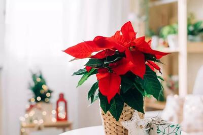 همه چیز درباره گیاه بنت قنسول (سرخ برگه)