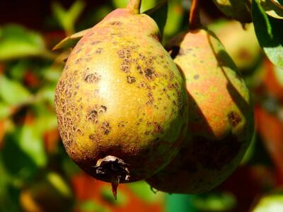 پیشگیری و کنترل آفات درختان گلابی