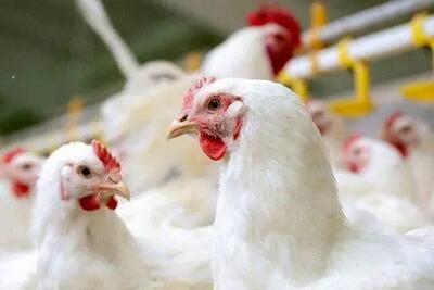 بازار مرغ گرفتار روش‌های سنتی