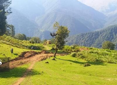کشف جاده غیرمجاز ۸ کیلومتری در جنگل‌های گیلان - اکونیوز