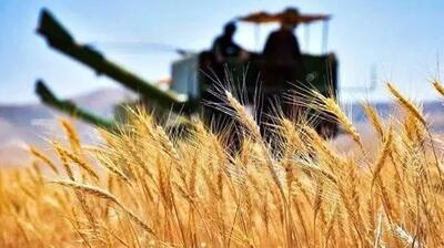 خسارت‌های شدید به مزارع دیم بر اثر خشکسالی