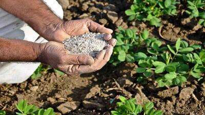 فعالیت ۶۰ کارگزاری در استان برای توزیع کودهای کشاورزی مورد نیاز بهره‌برداران
