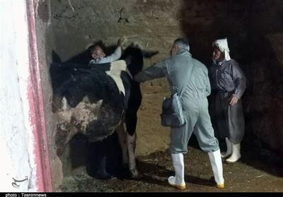 ارائه خدمات دامپزشکی رایگان در روستای کیلانه سنندج+تصویر - تسنیم
