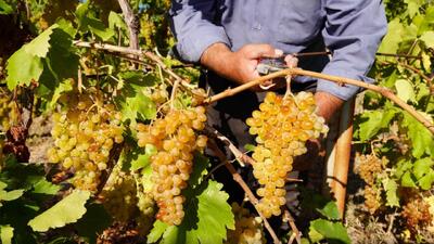 برداشت انگور در روستای جوهرین+ فیلم