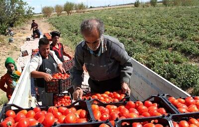 تفاوت گوجه گیلاسی و گوجه فرنگی در چیست؟