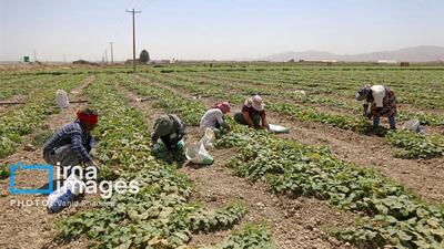 ریزش ۳۰ درصد بیمه‌شدگان روستایی خراسان شمالی؛ علت چیست؟