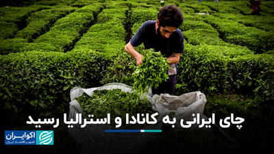 چای ایرانی به کانادا و استرالیا رسید