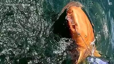 مشاهده یک کوسه نارنجی‌رنگِ نادر در آب‌های کاستاریکا