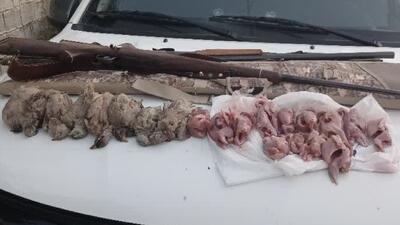 شکارچی غیرمجاز در کازرون دستگیر شد