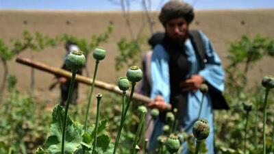 پاکستان: کشت موادمخدر در افغانستان به قاچاق آن در منطقه افزوده است