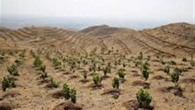 اجرای ۳۴۹هزار اصله نهال در حوزه جنگل کاری خراسان جنوبی