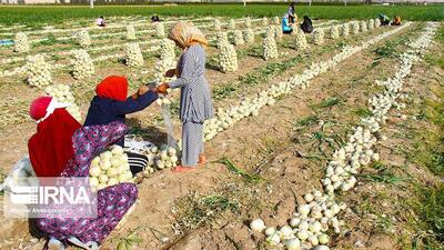 ۱۰ هزار مادر سه فرزندی روستایی در خراسان شمالی زیر چتر بیمه اجتماعی