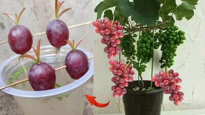 روش طبیطعی برای کاشت درخت انگور از دانه های انگور در آب