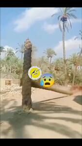 ببینید؛ لحظه شکسته شدن کمر نخل خرما در بم