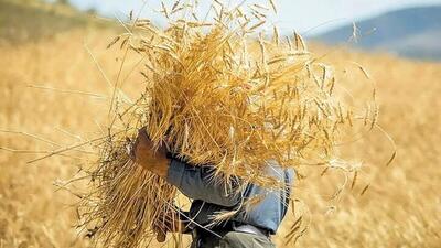 پرداخت بیش از ۹۵ درصد از مطالبات گندم کاران ایلام 