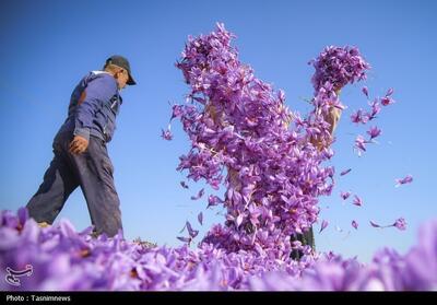 غربت ‌زعفران ناب ایران در باز‌ار جهانی‌/ وقتی طلای خراسان   فله‌ای   صادر می‌شود‌ - تسنیم