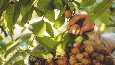 تولید برق با پوست گردو