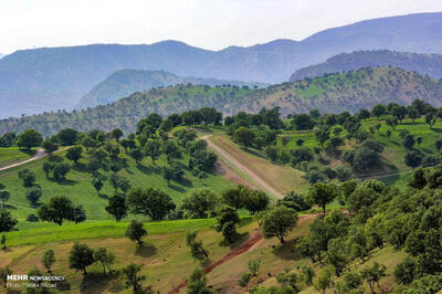 تصویر غم‌انگیزی که از جنگل‌های ایلام ثبت شد
