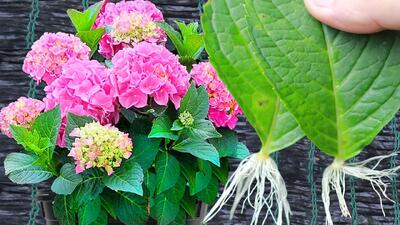 قلمه از طریق برگ / راز تکثیر گل ادریسی در آب!