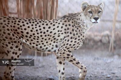 تصاویر: به مناسبت روز ملی حفاظت از یوز ایرانی