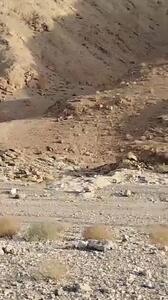 خبر خوش از یوز ایرانی/ بهنود: دو یوز آسیایی پس از سال‌ها در زیستگاه جنوبی رؤیت شدند/ نشانه‌ای از یک جمعیت مستقل   + فیلم و عکس