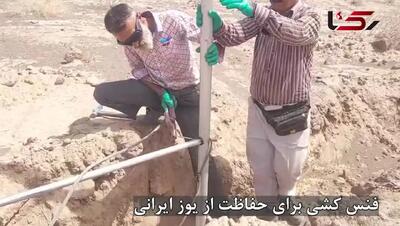 فنس‌کشی با سرعت حلزون؛ عباس‌آباد – میامی هنوز قتلگاه یوزهاست/ فقط 5 سال فرصت برای نجات یوز ایرانی وجود دارد + فیلم