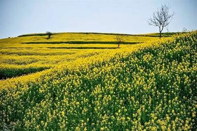 مساحت اراضی کشاورزی کشور به ۱۷٫۳ میلیون هکتار رسید