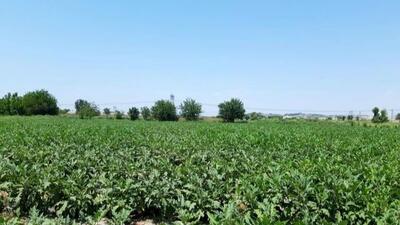۹۰ هزار تن بادمجان رودان راهی بازارهای داخلی و خارجی می‌شود