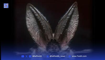 قوی ترین قدرت شنوایی جهان متعلق به کدام حیوان است؟