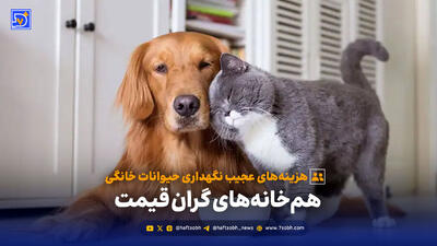 گزارش هفت‌صبح از هزینه‌های نگهداری حیوانات خانگی؛ هم‌خانه‌های گران قیمت