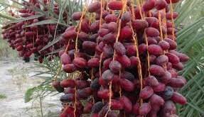 هامین فصلی شیرین برای کشاورزان جنوب سیستان و بلوچستان