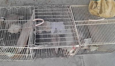 نجات چهار قطعه کبک از سوداگران حیات وحش در کامیاران