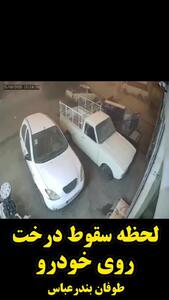 لحظه سقوط درخت روی خودروی سواری بر اثر طوفان شن بندرعباس