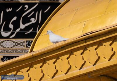 حال و هوای حرم رضوی در روز شهادت امام حسن عسکری(ع) - تسنیم