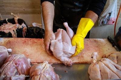 بازار مرغ با کاهش تنش گرمایی متعادل می‌شود