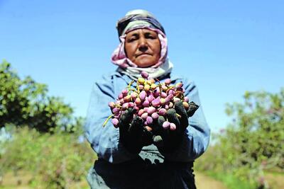 برداشت و فرآوری پسته