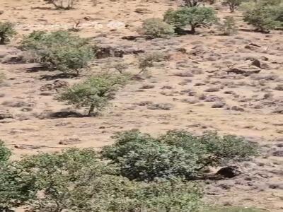 مشاهده کل‌های وحشی در طبیعت دنا