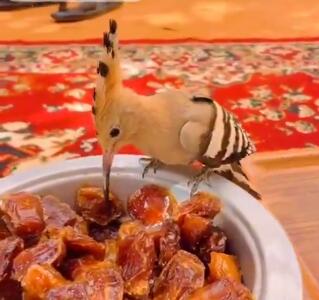 هدهد علاقه مند به قهوه صبحگاهی با خرما!