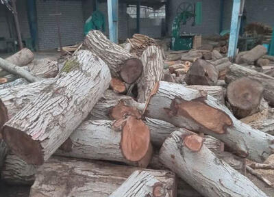 ۲ باند قاچاق چوب در گلوگاه و قائمشهر متلاشی شد