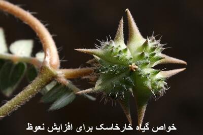 خواص گیاه خارخاسک برای افزایش نعوظ مردان و تقویت جنسی + خواص آن برای اسپرم