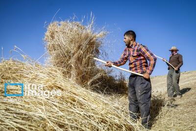 قیمت واقعی گندم اعلام شد