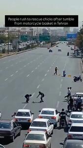 ببینید؛ نجات جوجه اردک‌ها از بزرگراهی در تهران