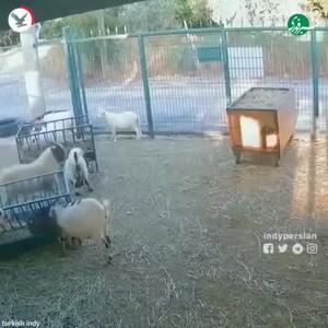 وحشت گله از بز بازیگوش؛ ماجرا چه بود؟
