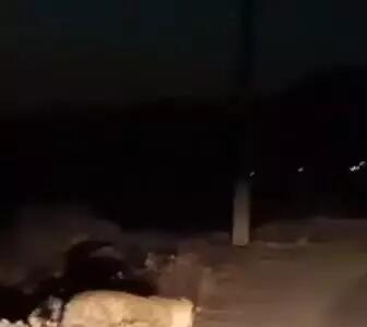 ثبت تصویر از پلنگ ایرانی در منطقه حفاظت شده الموت توسط دوستداران محیط زیست