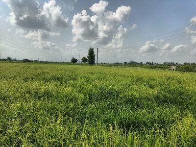 کشت دوباره برنج در بابل