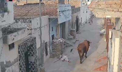 فیلم حمله وحشتناک گاو به مرد هندی